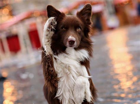 Lab Border Collie Mix Dogs