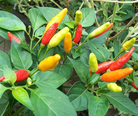 College Cooking: Meal Ideas for Students!: Understanding Chilies, The Scoville Heat Scale