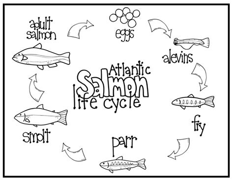 Salmon Life Cycle Worksheet