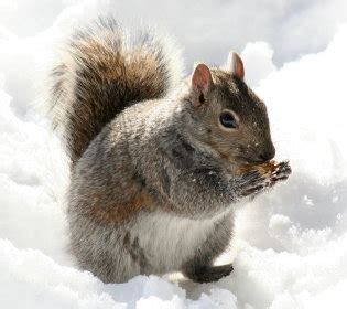 How Do Squirrels Survive the Winter? | Chicago Public Library