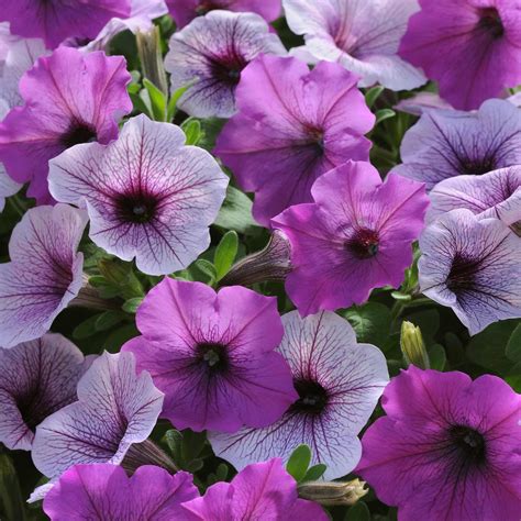 Petunia - Easy Wave Flower Garden Seed - 100 Pelleted Seeds - Plum Pudding Blooms - Annual ...