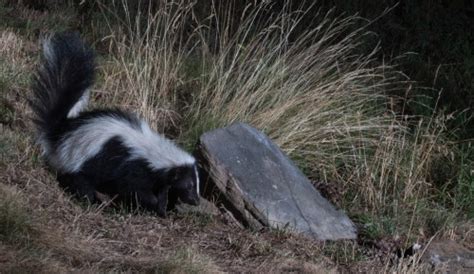 Skunk vs Cat: Who Would Win in a Fight?