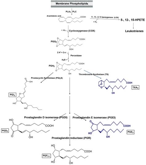 A schematic representation of the arachidonic acid metabolism pathway.... | Download Scientific ...