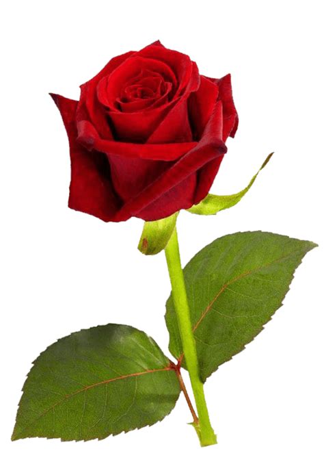 Download High Quality transparent image rose Transparent PNG Images ...