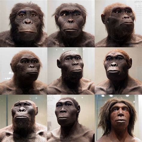 several images of different facial expressions of an orangutan ...