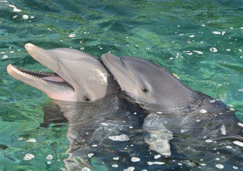 Dolphin-Babies.6-C | Dolphin Quest | Swimming With The Dolphins ...