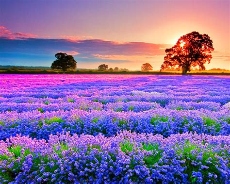 Beautiful Field Of Flowers