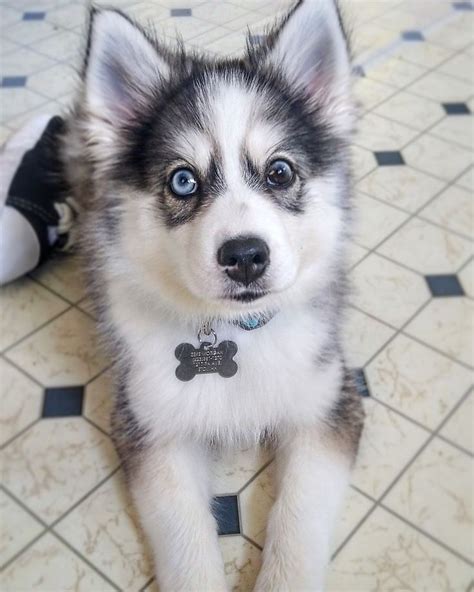 Beautiful pomsky | Breeds, Mixed breed, Pomsky