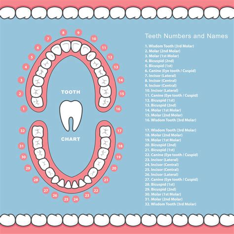 The Different Shapes and Functions of Your Teeth - Huntingdon Valley Dental Arts