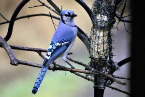 19 Most Interesting and Fun Facts about Blue Jays (2023)