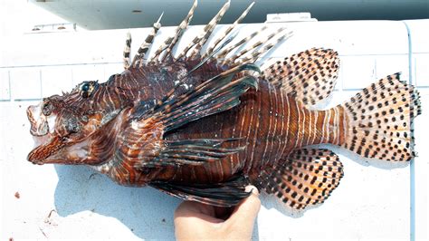 Pterois volitans » NCFishes.com