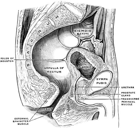 Male Pelvis | ClipArt ETC