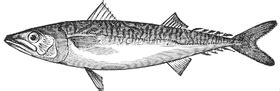 Narrow-barred Spanish mackerel - Wikipedia