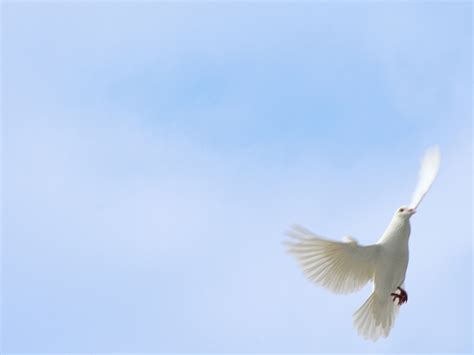 White Dove Against Blue Sky | White doves flying against blu… | Flickr