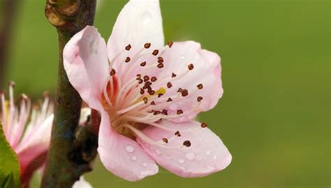 The Best Peach Trees for South Carolina | Garden Guides