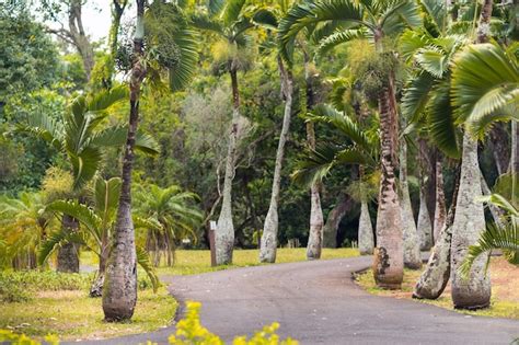 Premium Photo | The Bottle Palm Tree in pamplemousses botanical garden ...