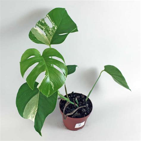 Variegated Swiss Cheese Plant | Monstera deliciosa 'Variegatum' – Bloombox Club