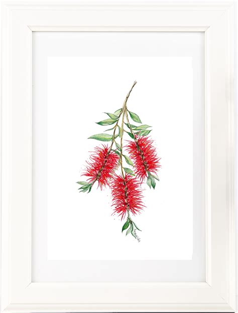 Red BottleBrush watercolour drawing print. Australian native | Etsy