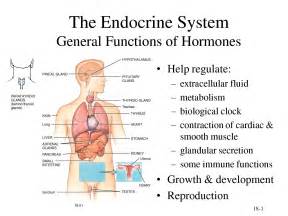 What You Need to Know About Hormone Imbalance – Part 1 | Goddess Ignited