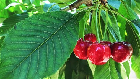 Best fast-growing fruit trees: 10 vigorous fruit trees to grow | Homes & Gardens