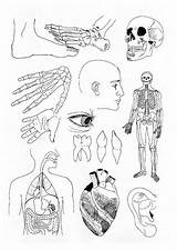 Biology Lesson Human Anatomy Coloring Pages  coloring Book sketch template