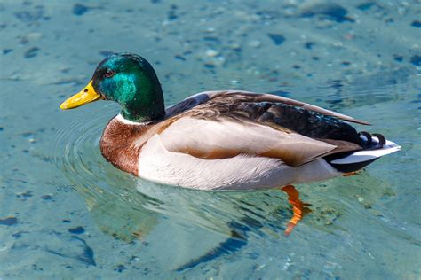 Male Mallard Duck Free Stock Photo - Public Domain Pictures