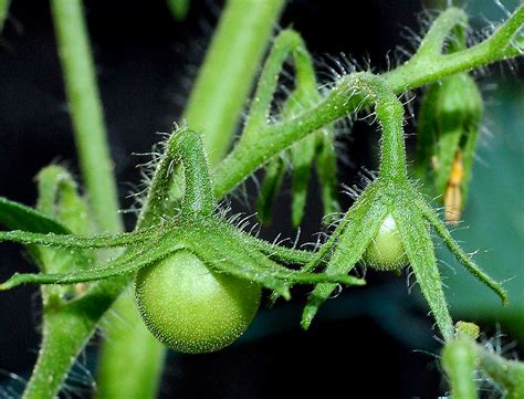 Trichomes - Tomato | Plant Hair - Trichomes Nikon D50 w/Sigm… | Flickr