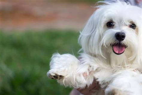 Maltês ou Bichon Maltês: conheça tudo sobre a raça de cachorro| DogHero