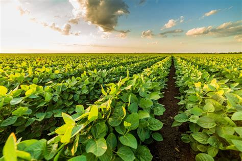 Sustainable Farming: Growing More With Less - U.S. Soy