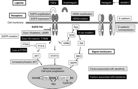 Potential molecular biomarkers to predict responsiveness for EGFR-TKI ...