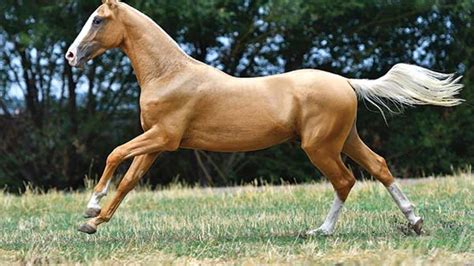 Cremello Akhal Teke Horse