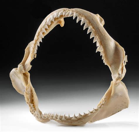 At Auction: Bignose Shark Jaw w/ Teeth - Carcharhinus altimus