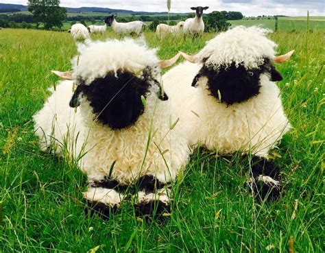 Valais Blacknose sheep Northumberland | Cute sheep, Cute animals ...