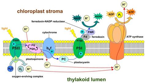 Photosystem II | Electron transport chain, Photosynthesis, Light dependent reaction