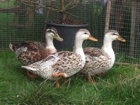 Silver Appleyard Duck - Google Search | Farmin' in 2018 | Pinterest ...