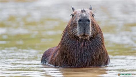 Capybara Poop: Everything You Wanted To Know