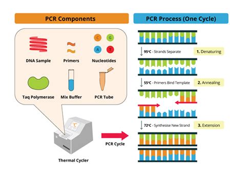 PCR技术攻略了解一下 - 每日生物评论