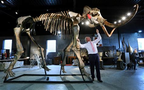 New study resurrects woolly mammoth DNA to explore cause of extinction ...