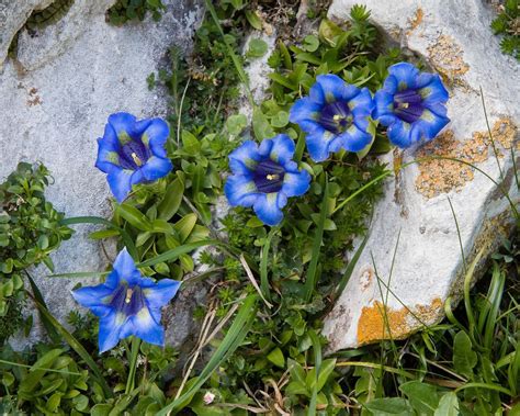 Plants for rockeries: 16 top choices for rock gardens | Gardeningetc