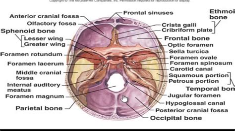 The cranial cavity - YouTube