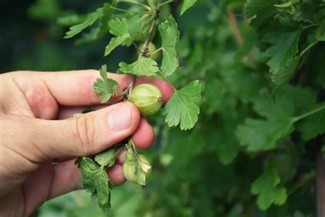 How To Plant & Grow A Gooseberry Bush For Endless Summer Harvests