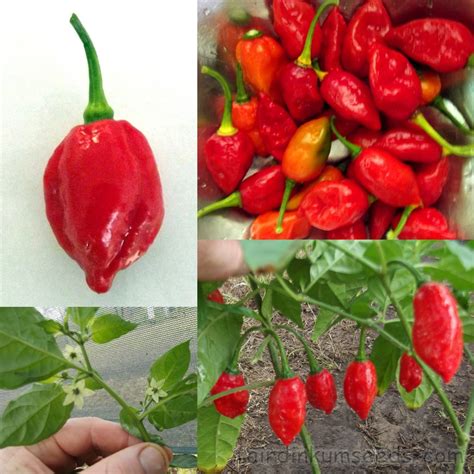 Dorset Naga Capsicum Chinense Seeds | Fair Dinkum Seeds