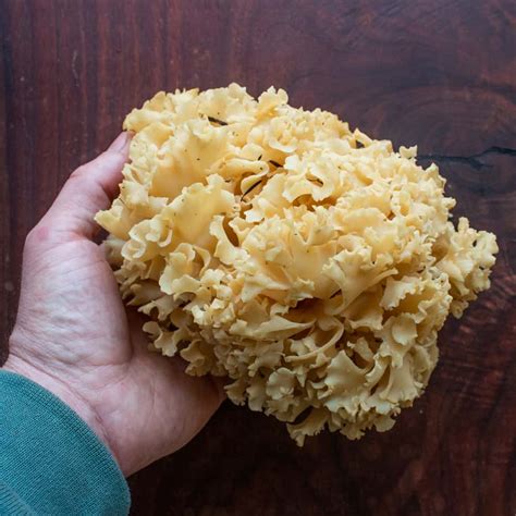 Cauliflower Mushroom Identification