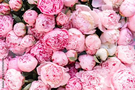 Floral carpet or Wallpaper. Background of pink peonies. Morning light ...