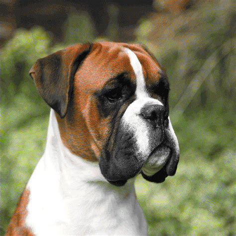 English Boxer....love this head. Its so much like my Randall's head | Boxer love, Boxer dogs ...