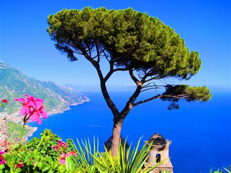 The Ravello Tree | ITALY Magazine