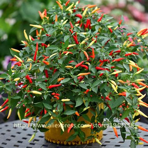 100pcs Chili peppers seeds Multi color Pepper seeds, Edible Ornamental ...