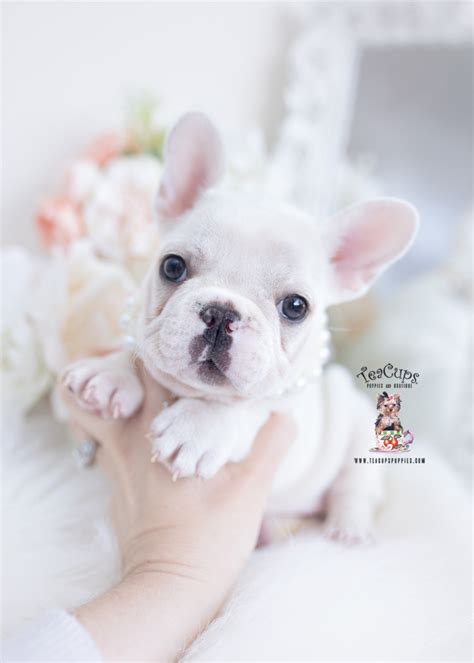 White French Bulldog Puppies | Teacup Puppies & Boutique