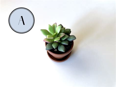 Mini Succulents in Pots Live Plants Wedding Favors Tiny - Etsy