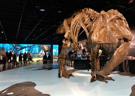 13 Fascinating Facts I Just Learned About Tyrannosaurus Rex